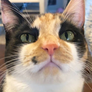 Meet your Posher, Sebin